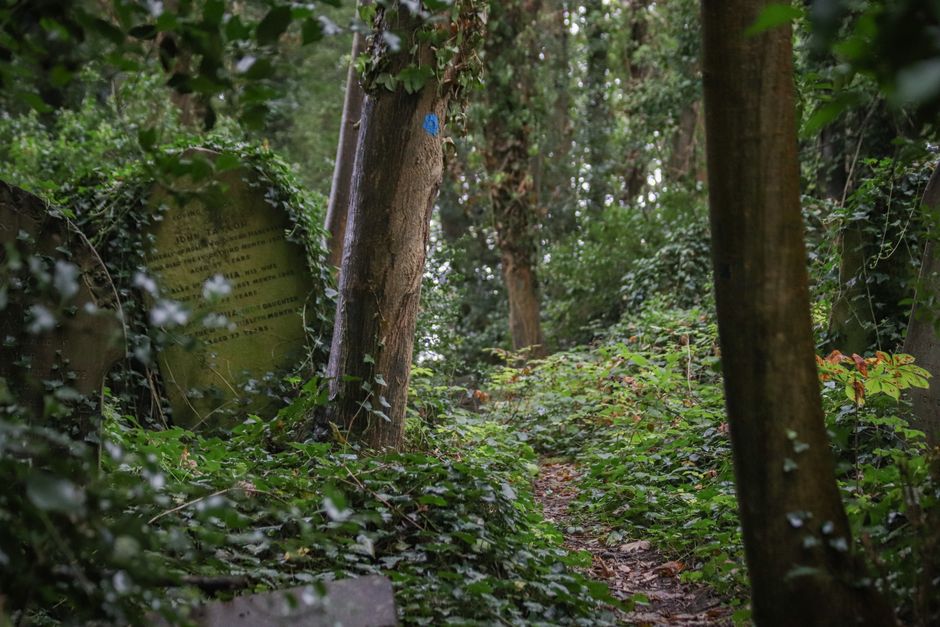 A tranquil, overgrown cemetery scene in Highgate with a variety of weathered gravestones and tombs, some of which are partially covered by lush green ivy and other climbing plants. The ground is layer